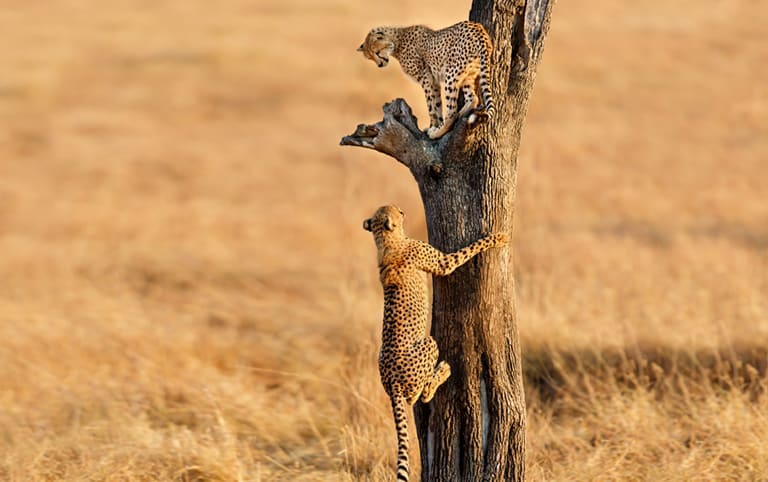 7 Days | 6 Nights Tarangire, Ngorongoro &amp; Serengeti Safari